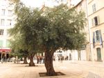 Olivenbaum in Toulon