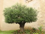 Olivenbaum in Montpellier