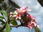 Wundersch&ouml;ne Frangipani