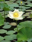 Lotus im botanischen Garten von Pamplemousses