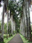 Palmenallee im botanischen Garten